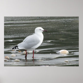 Póster Gaviota y conchas en el mar
