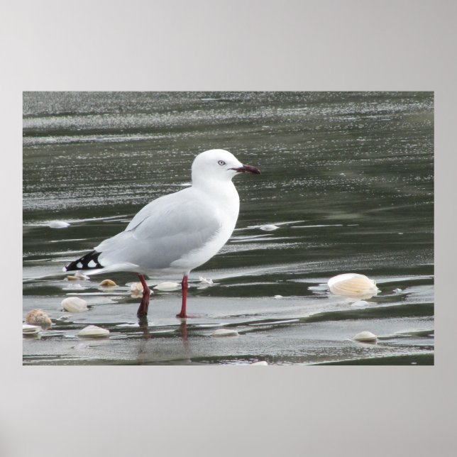 Póster Gaviota y conchas en el mar (Frente)