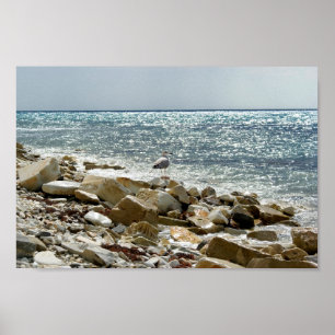 Póster Gaviota y mar