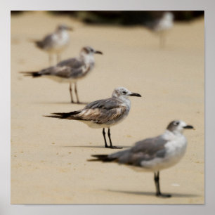 Póster Gaviotas