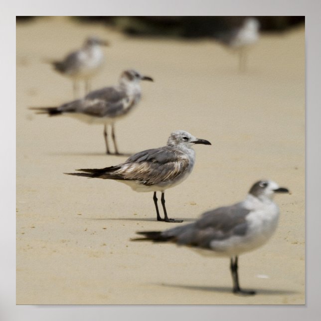 Póster Gaviotas (Frente)