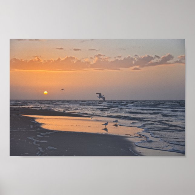 Póster Gaviotas al amanecer en una playa de Florida (Frente)