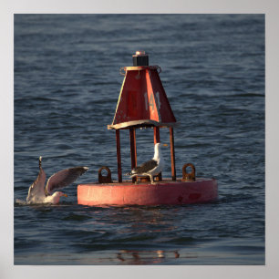 Póster Gaviotas con cartel de boya