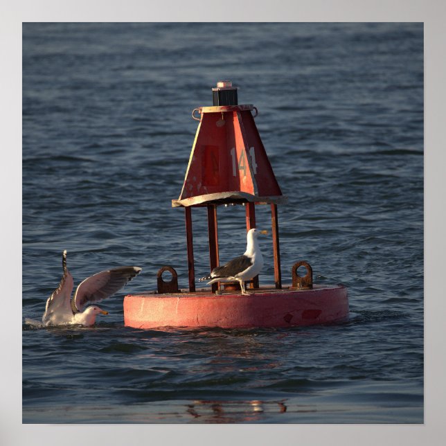 Póster Gaviotas con cartel de boya (Frente)