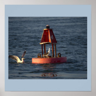 Póster Gaviotas con cartel de boya