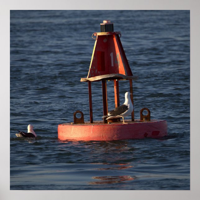 Póster Gaviotas con cartel de boya (Frente)