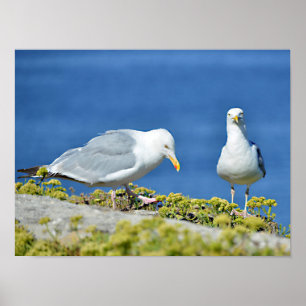 Póster Gaviotas de arenque en la postal de césped metaliz
