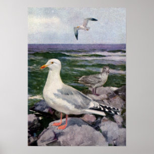 Póster Gaviotas de arenques en línea de la playa rocosa