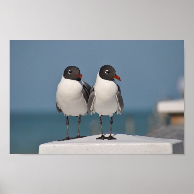 Póster Gaviotas de cabeza negra (Frente)