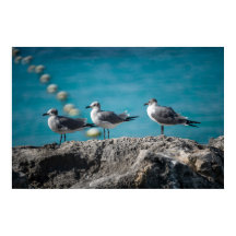 Gaviotas de Cozumel México en Roca