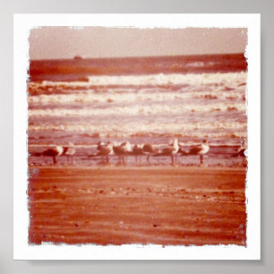 Póster Gaviotas de la playa de Holly