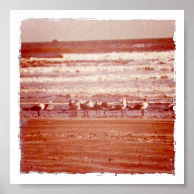 Póster Gaviotas de la playa de Holly (Frente)