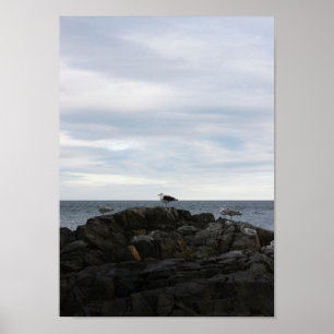 Póster Gaviotas del mar