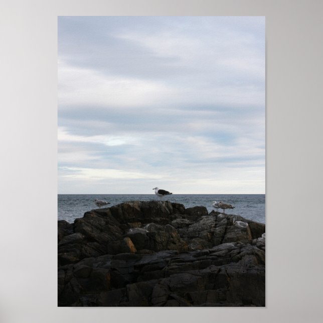 Póster Gaviotas del mar (Frente)