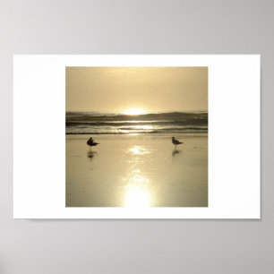 Póster Gaviotas en Daytona