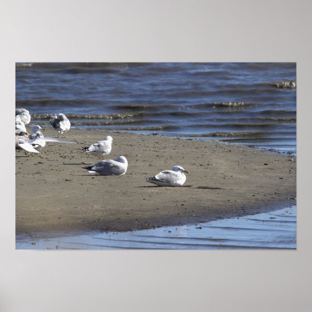 Póster Gaviotas en el Poster de la playa (Frente)