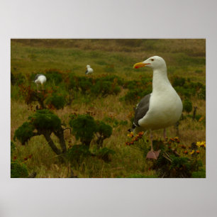 Póster Gaviotas en la isla Anacapa