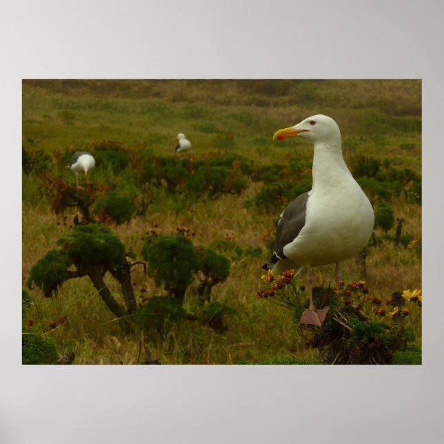 Póster Gaviotas en la isla Anacapa (Frente)