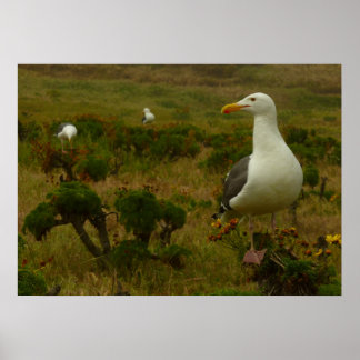 Póster Gaviotas en la isla de Anacapa