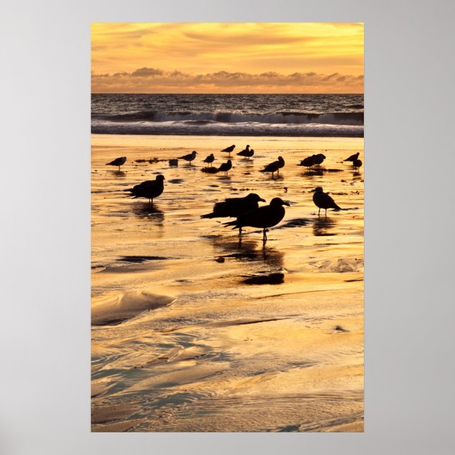 Póster Gaviotas en la playa al atardecer (Frente)
