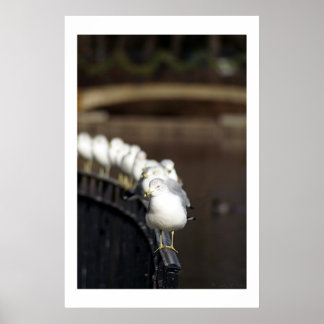 Póster Gaviotas en línea