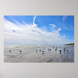 Póster Gaviotas en una playa de la isla de Galveston, Tex