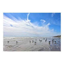 Gaviotas en una playa de la isla de Galveston, Tex