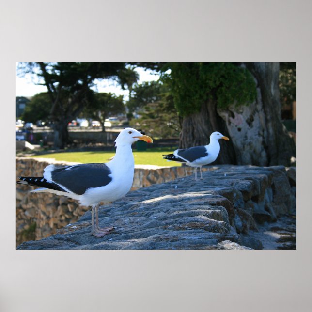 Póster Gaviotas, Monterey (Frente)