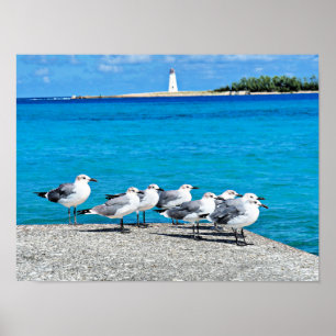 Póster Gaviotas, playa de arena, Nassau, Bahamas