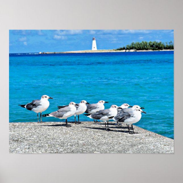 Póster Gaviotas, playa de arena, Nassau, Bahamas (Frente)