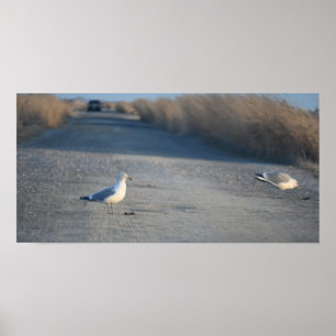 Póster Gaviotas sobre el Poster de la conducción de vida 