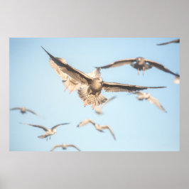 Póster Gaviotas voladoras