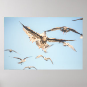 Póster Gaviotas voladoras