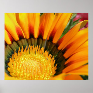 Póster Gazania