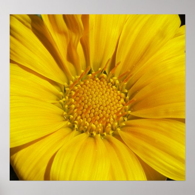 Póster Gazania (Frente)