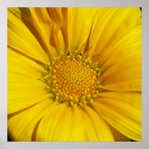 Póster Gazania