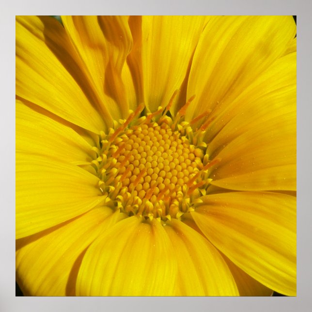 Póster Gazania (Frente)