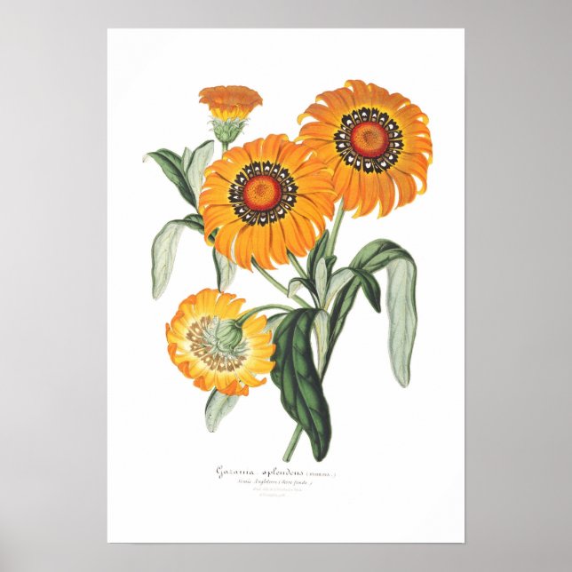 Póster Gazania splendens (Frente)