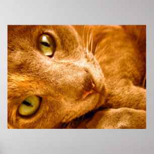 Póster Gaze