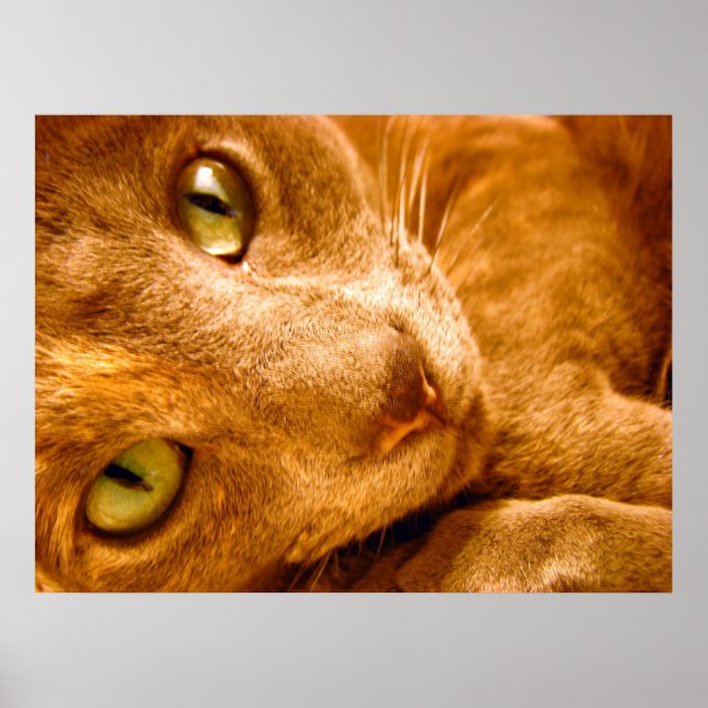 Póster Gaze (Frente)
