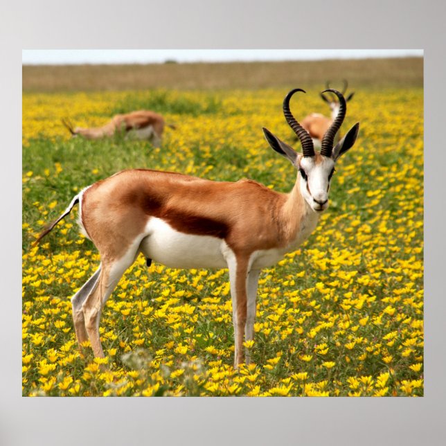 Póster Gazela en prado (Frente)