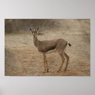 Póster Gazelle