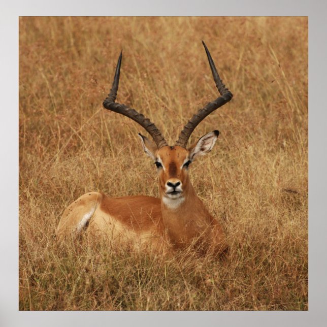 Póster Gazelle Big Horn con (Frente)