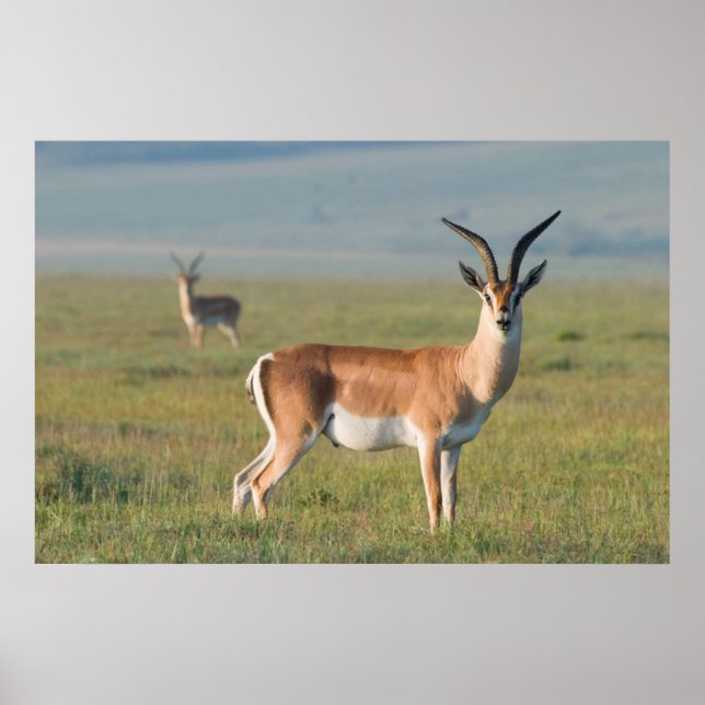 Póster Gazelle de Grant, cráter del Ngorongoro, Ngorongor (Frente)