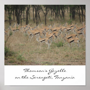 Póster Gazelle de Thomson en el Serengeti, Ta...