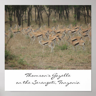 Póster Gazelle de Thomson en el Serengeti, Ta...