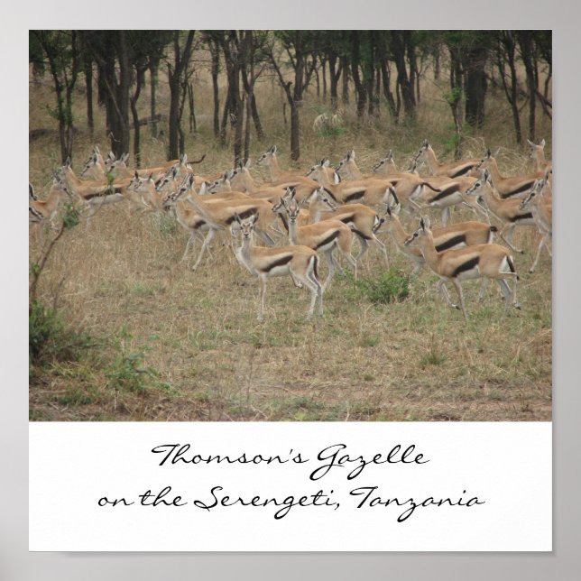 Póster Gazelle de Thomson en el Serengeti, Ta... (Frente)