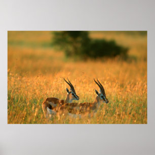 Póster Gazelle de Thomson (Gazella Thomsonii) al amanecer