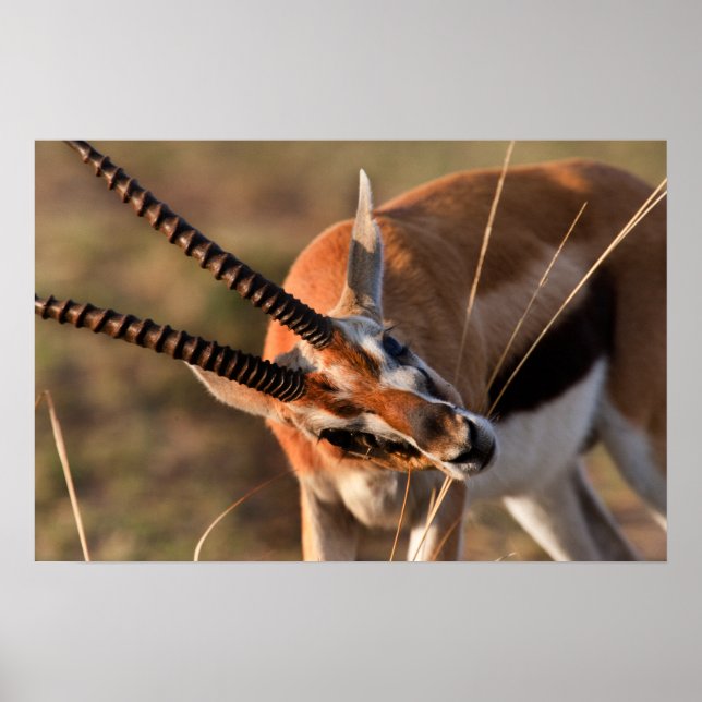 Póster Gazelle Graze (Frente)
