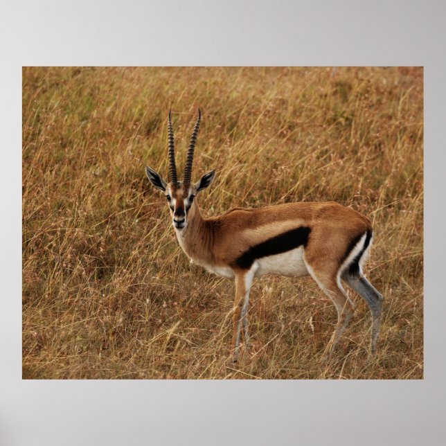 Póster Gazelle Horn con (Frente)